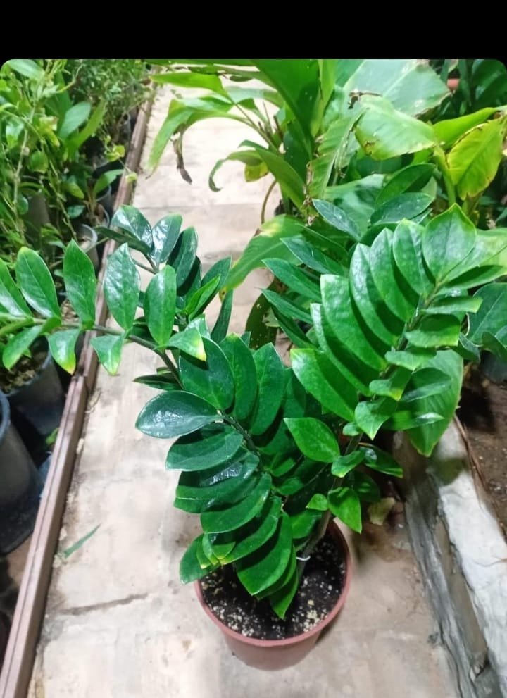 عمل تنسيق حدائق